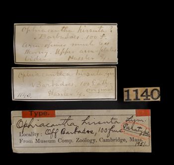 Media type: image;   Invertebrate Zoology OPH-1951 Description: Handwritten labels for this specimen included in the specimen tray.;  Aspect: labels